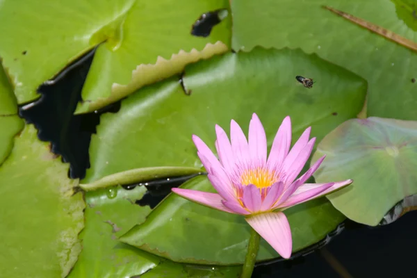 Pink lotus a botanikus kertben — Stock Fotó