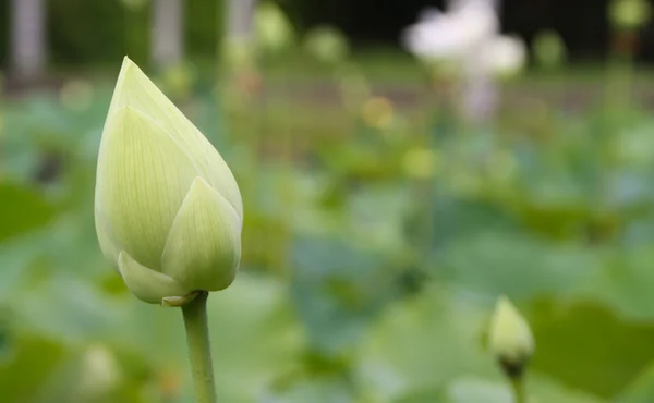 Vita lotus i botaniska trädgården — Stockfoto