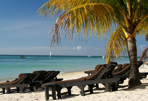 Sun beds under the palm tree — Stock Photo, Image