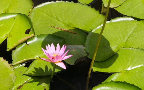 Pink lotus a botanikus kertben — Stock Fotó