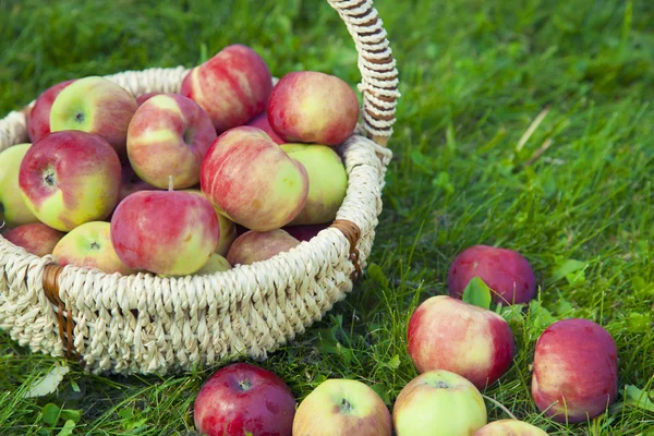 Healthy Organic Apples in the Basket — Stock Photo, Image