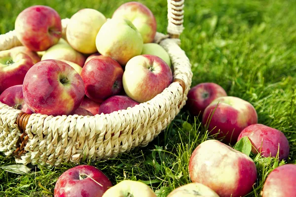 Healthy Organic Apples in the Basket — Stock Photo, Image