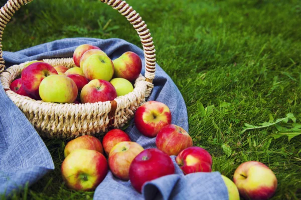 Healthy Organic Apples in the Basket — Stock Photo, Image