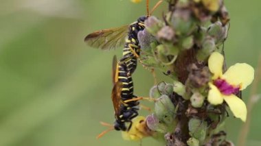 Figwort sawfly - Tenthredo Scrophulariae