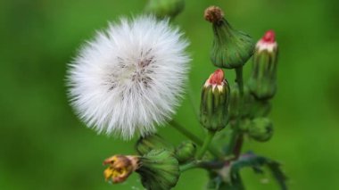 karahindiba - sonbahar leontodon autumnalis