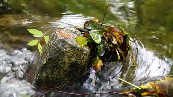 Feuilles d'automne dans la rivière - rocher — Video