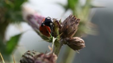 uğur böceği - öpücük karınca