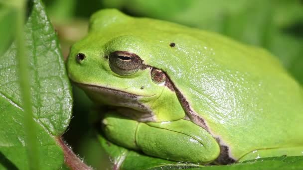 Europäischer Laubfrosch - hyla arborea — Stockvideo