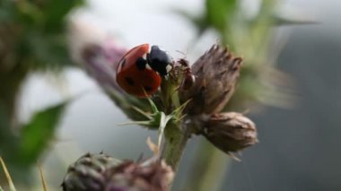 Karıncalar karşı ladybugs