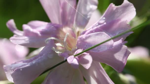 Common soapwort - Pistils — Stock Video