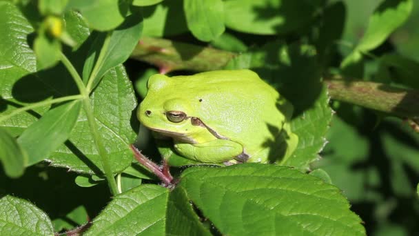 Europese boomkikker - hyla arborea — Stockvideo