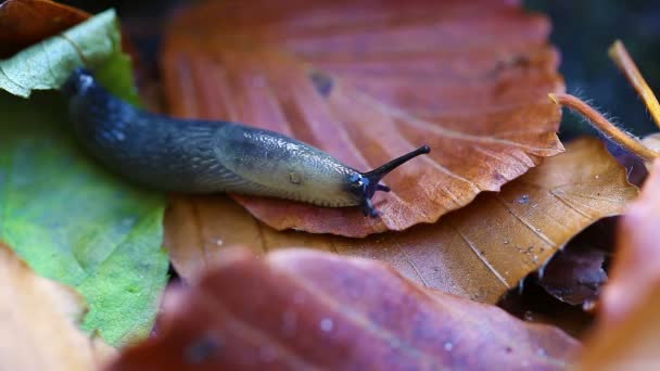 Slug - Arionidae — Stok video