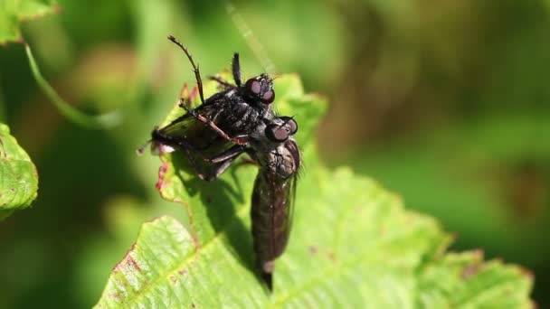 Грабитель мухи - Asilidae - добыча — стоковое видео