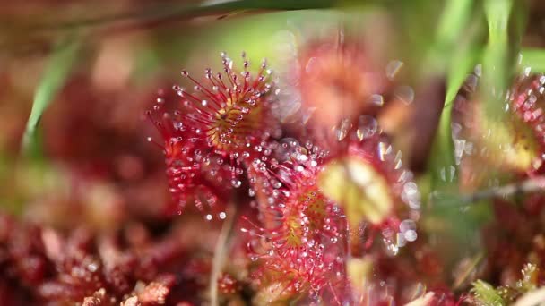 Hojas redondas de rocío del sol - Drosera rotundifolia - Bokeh — Vídeo de stock