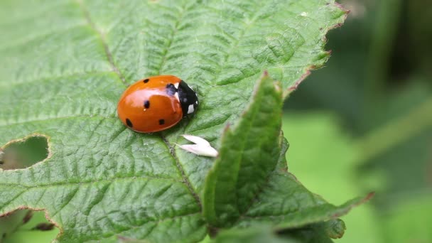 Mariquita - Coccinella — Vídeo de stock