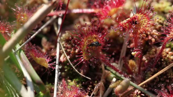 Round-leaved sundew - Fly — Stock Video