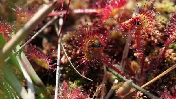 Hojas redondas de rocío del sol - Mosca — Vídeo de stock