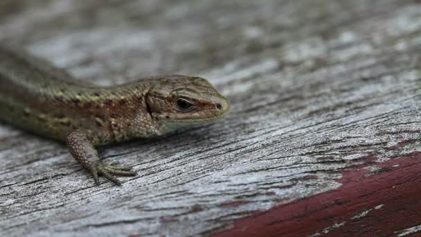 Lagarto - Zootoca-vivipara — Vídeos de Stock