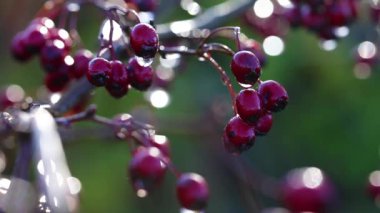 alıç - çilek - su damlaları - makro