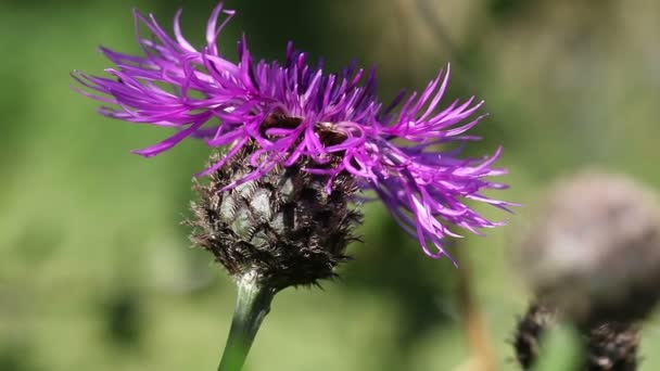 Hierba del prado - Centaurea jacea — Vídeos de Stock