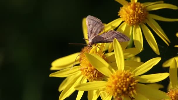 Majs borer - pyralidae — Stockvideo