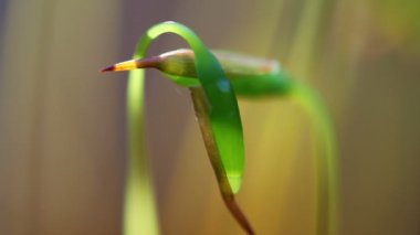 Selvi uyku moss - super makro