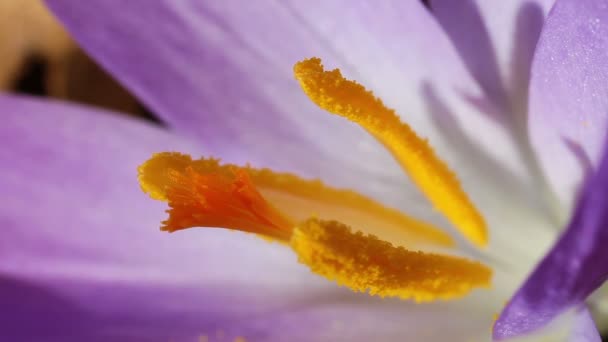 Crocus - estambres — Vídeos de Stock