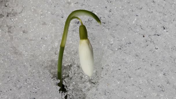 Caída de nieve - nieve — Vídeos de Stock