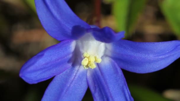 Alp squill - scilla bifolia — Stok video