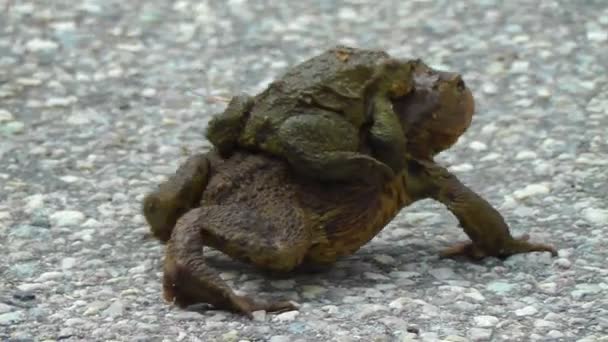 Ropucha obecná - bufo - párování — Stock video