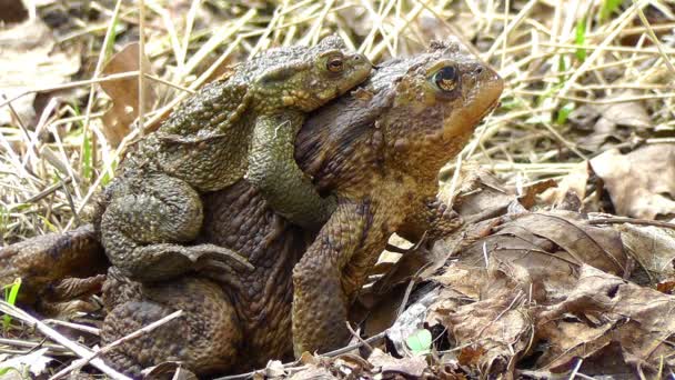 Few toads — Stock Video