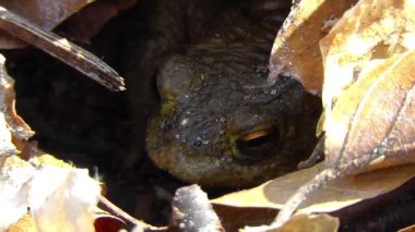 ortak kurbağa - bufo - sığınak