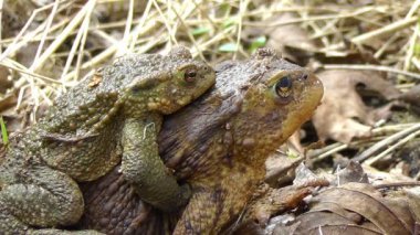 ortak kurbağa - birleşme