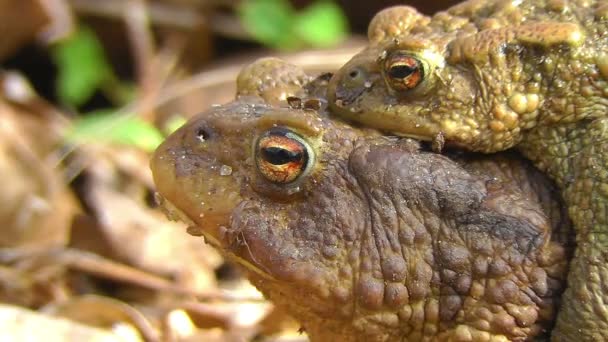 Общая жаба - спаривание — стоковое видео