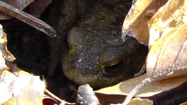 Common toad - shelter — Stock Video