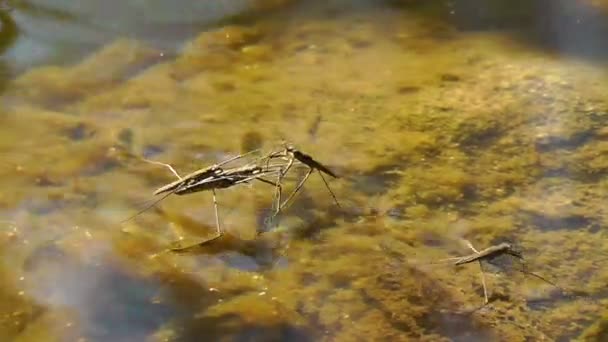 Su sineklerinin - çiftleşme — Stok video