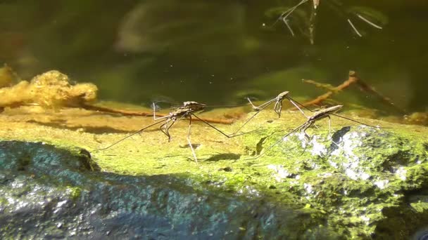 Water striders - Gerridae - mating — Stock Video