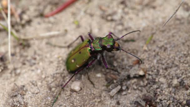 Tiger Beetle laying eggs — Stock Video