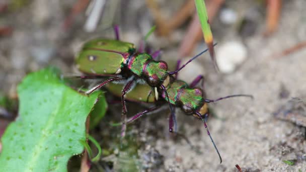 Pole tiger beetle - para — Wideo stockowe