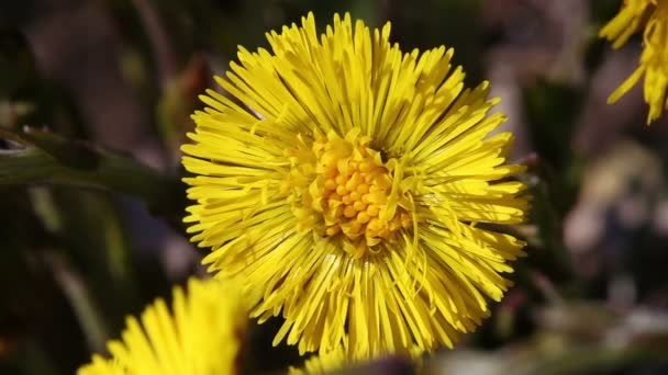 Hästhov - tussilago farfara — Stockvideo