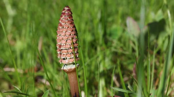 Cauda de cavalo - equisetum — Vídeo de Stock