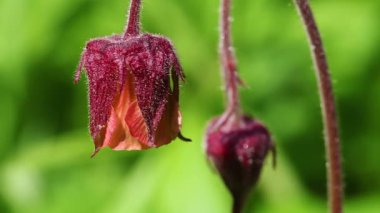 avens - makro
