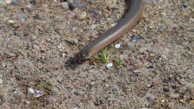 yavaş solucan - anguis fragilis