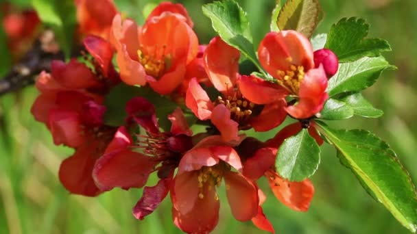 Japanese flowering quince — Stock Video