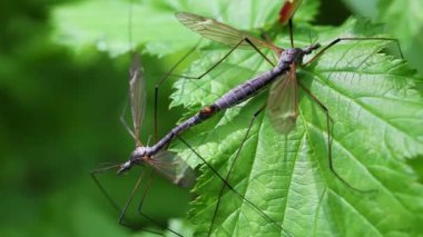 ortak vinç fly - eşleştirme