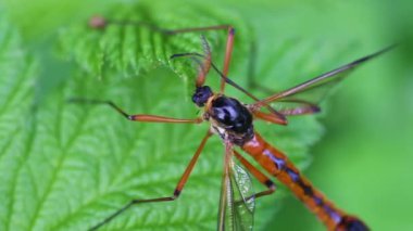Dev kılıç tarak korna cranefly
