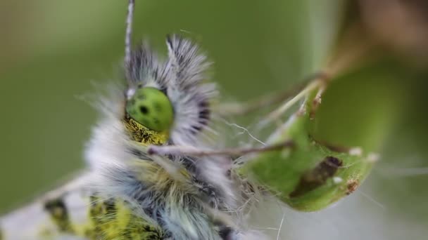 Eye of an Orange Tip — Stock Video