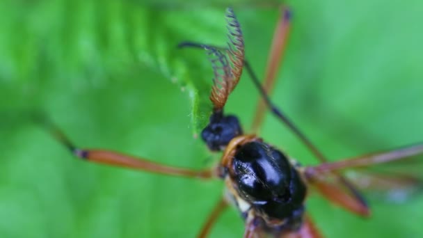Óriás sabre fésű-kürt cranefly - szuper makró — Stock videók