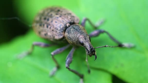 Weevils-Curculionidae — 비디오