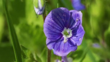 fiyat speedwell - super makro çekim